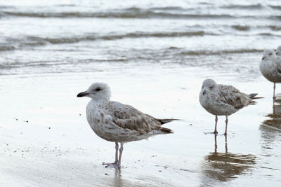 Seagull on beach