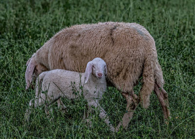 Sheep in a field