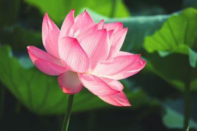 Close-up of pink water lily