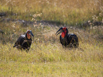 Two endangered southern ground hornbrill birds in savannah, moremi game reserve, botswana, africa