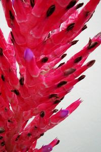 Close-up of red flowers