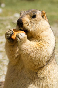 Close-up of lion eating food