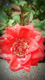 Close-up of red flower