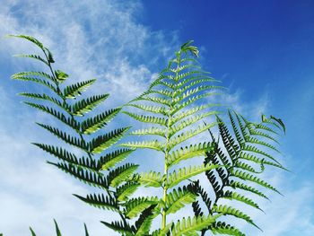 Low angle view of palm tree against blue sky