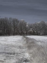 Bare trees on field against sky