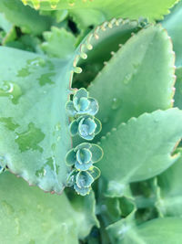 Crassulaceae one of the stonecrop family in the garden