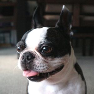 Close-up portrait of dog at home