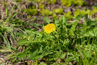 Close-up of yellow flowering plant on field