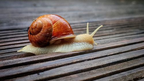 snail