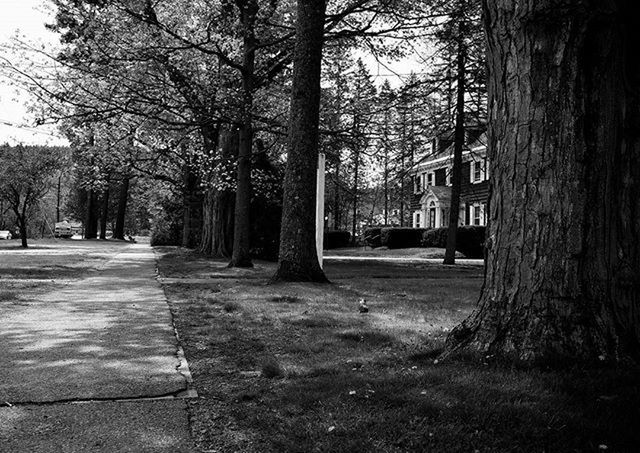 tree, tree trunk, the way forward, treelined, built structure, bare tree, architecture, building exterior, footpath, empty, road, street, diminishing perspective, transportation, park - man made space, branch, day, outdoors, nature, incidental people