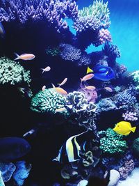 Fish swimming in aquarium