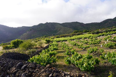 Scenic view of agricultural field against sky