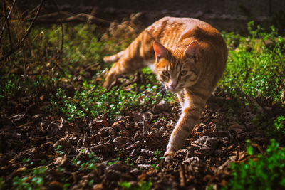 Close-up of cat outdoors