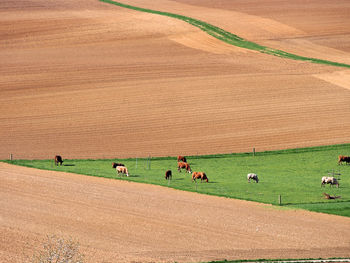 Domestic cattle on field