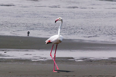 View of birds on beach