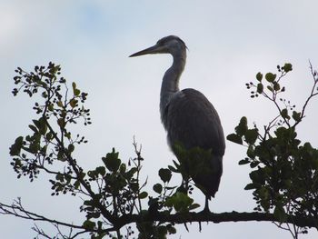 Low angle view of bird perching on branch