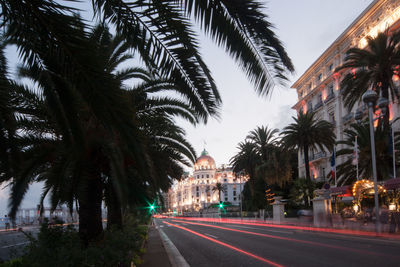 Palm trees in city at night