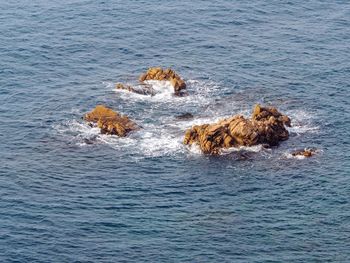 View of crab in sea