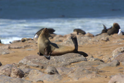 Seals resting on rock at shore