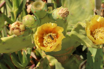 Close-up of yellow flowering plant