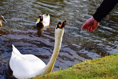 Swans swimming in lake