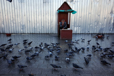Man sitting while birds perching on footpath in city