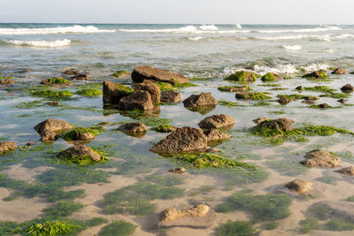 Scenic view of sea shore against sky