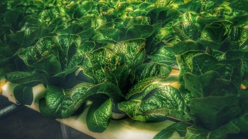 Full frame shot of vegetables