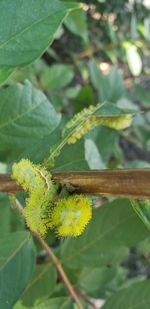 Close-up of insect on plant