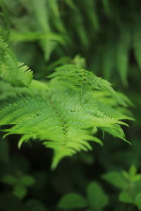 Close-up of fern leaf