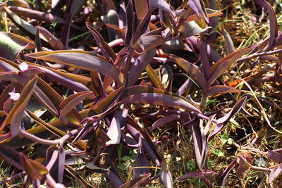 Close-up of plants