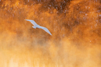 Seagull flying in the sky