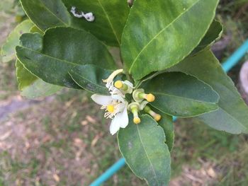 Close-up of flower blooming on tree