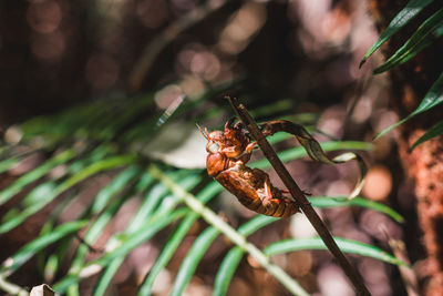 Close-up of insect on plant