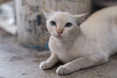 Close-up portrait of a cat