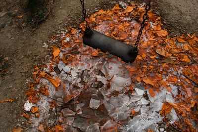 High angle view of autumn leaves