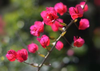 Close-up of pink flowers blooming outdoors