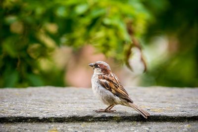 Close-up of sparrow perching on retaining wall