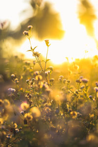 Close-up of yellow flowering plants on field during sunset