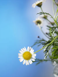 Close-up of white daisy against sky