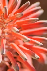 Close-up of red flower