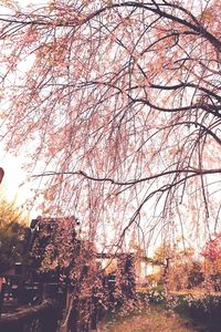 Low angle view of bare trees against sky