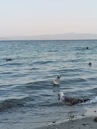 View of birds in sea against clear sky