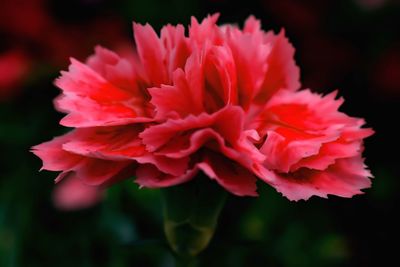 Close-up of pink rose flower