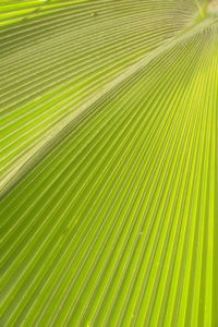 Full frame shot of green leaves