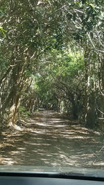 Road amidst trees in forest
