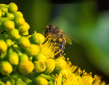 Close-up of bee pollinating on flower