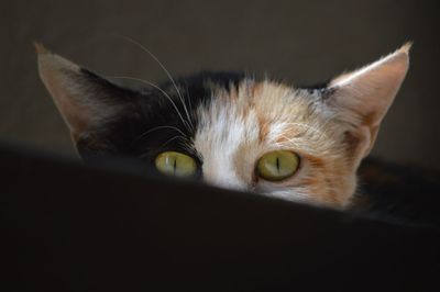 Close-up portrait of a cat