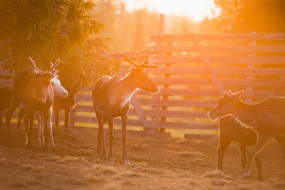 Herd of svalbard reindeer