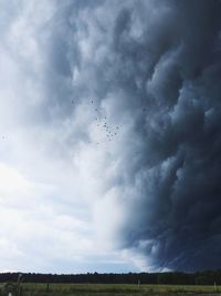 Low angle view of bird flying over landscape